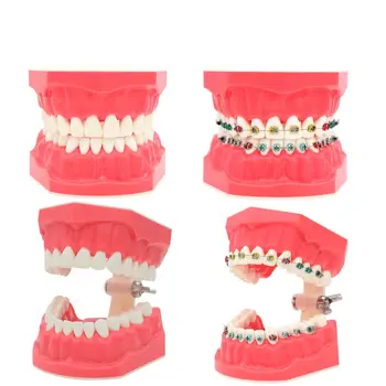 Zubné Typodonts Štetcov Prax Vyučovania Ortodontická Zuby Model 1:1 Veľkosť
